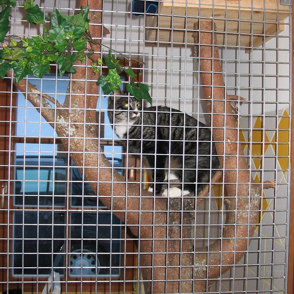 Gehege Innen Katze(8)