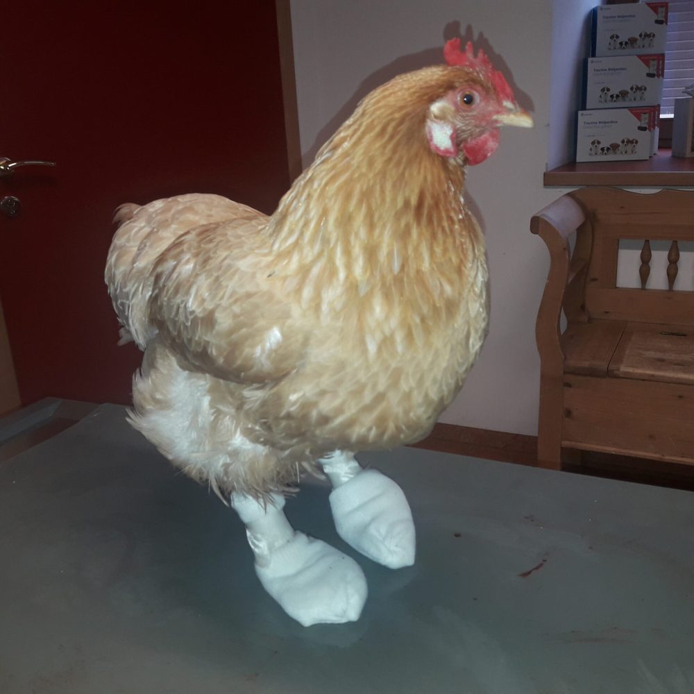 Huhn