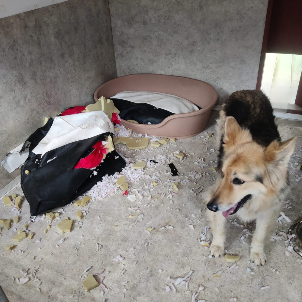 Hundehaus
