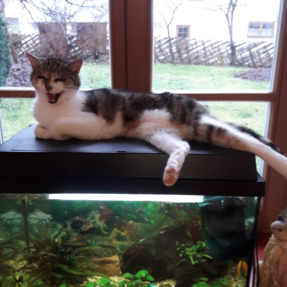 Katze