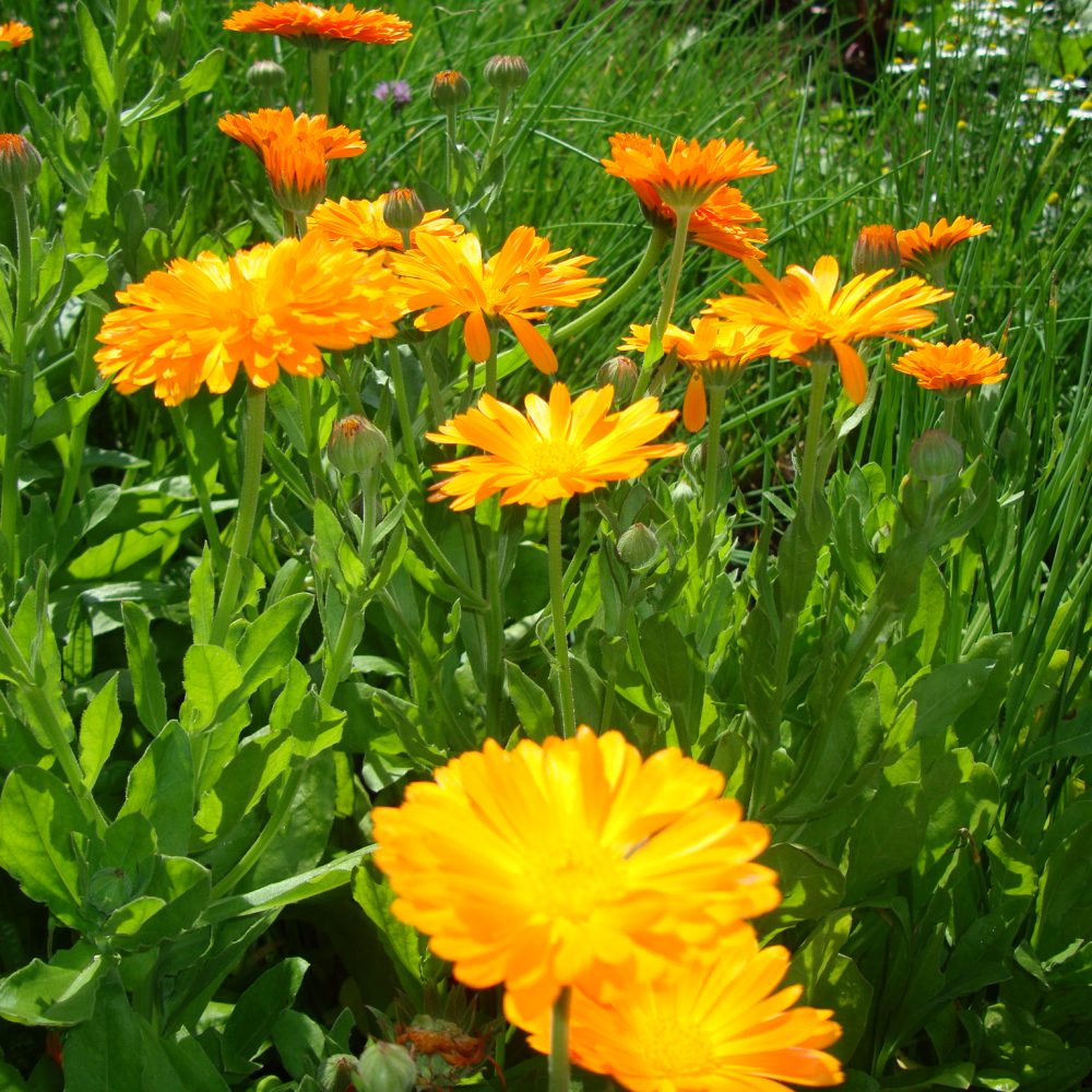 Ringelblume