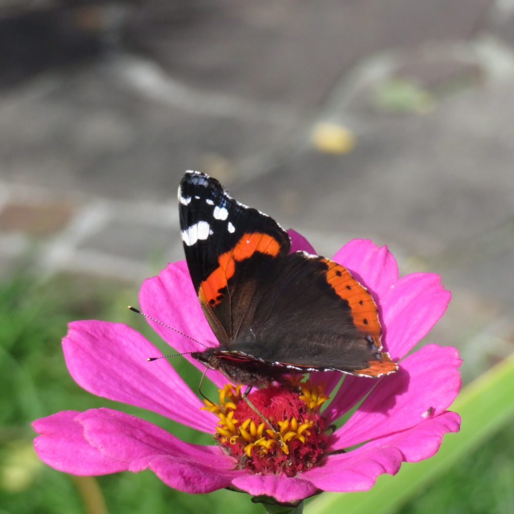 Schmetterling 2017 (2)