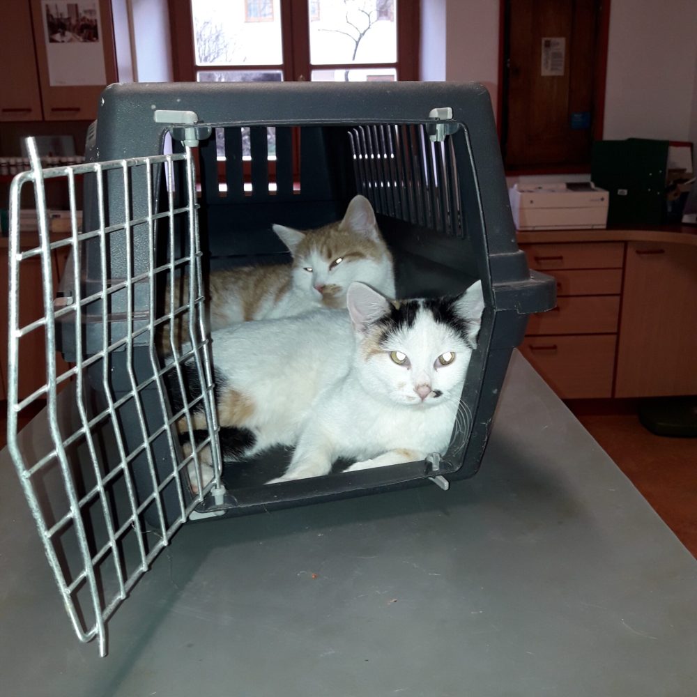 entspannte Patienten Ktz (4)
