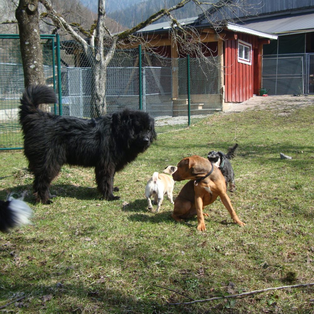neue Freunde (2)